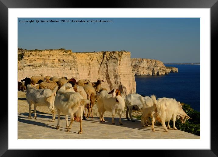 Goats on the Sanap Cliffs Gozo Framed Mounted Print by Diana Mower