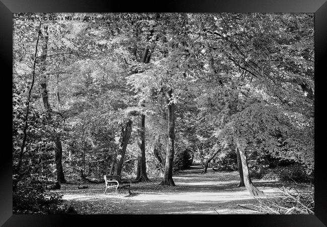 Highgate wood London Framed Print by Diana Mower