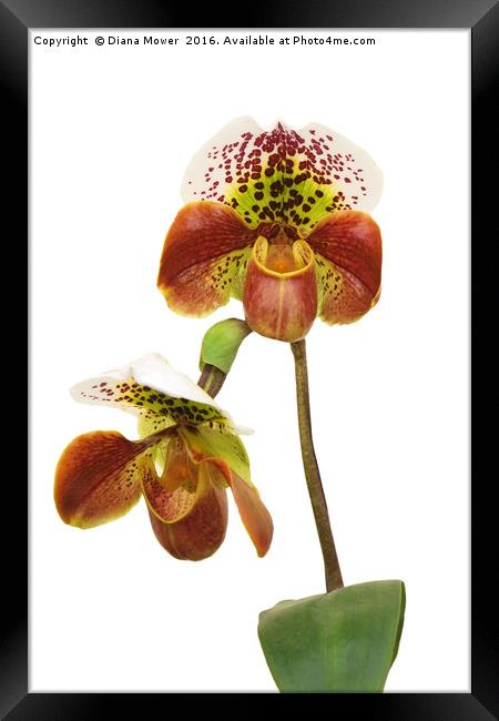 Slipper Orchid Framed Print by Diana Mower