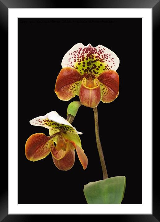 Slipper Orchid Framed Mounted Print by Diana Mower
