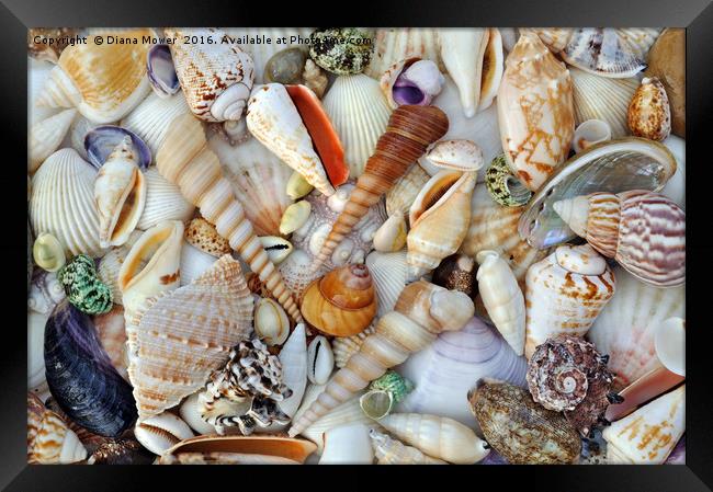 Sea Shells Framed Print by Diana Mower