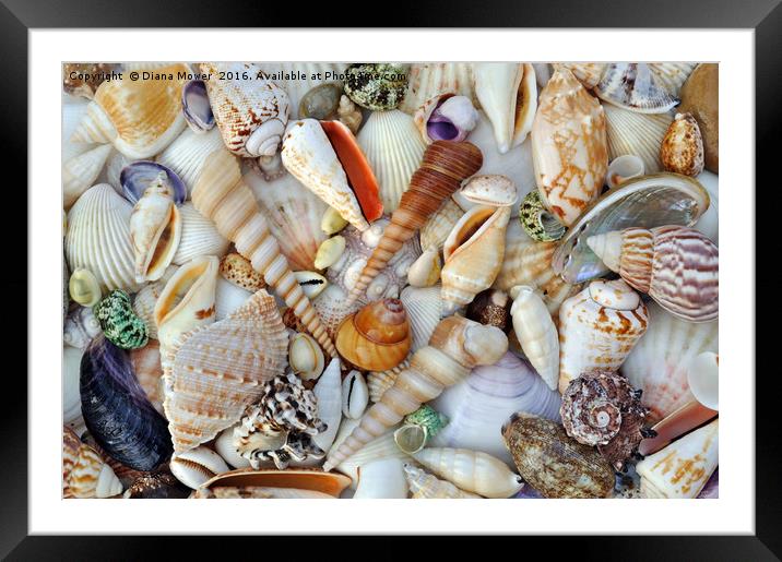 Sea Shells Framed Mounted Print by Diana Mower