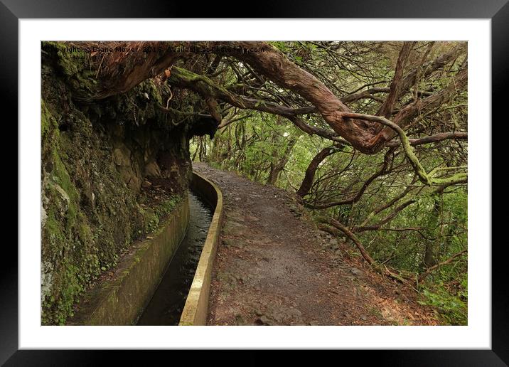 Ribeiro Frio Levada Walk, Madeira Framed Mounted Print by Diana Mower