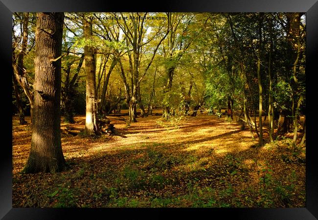 Epping Forest Framed Print by Diana Mower