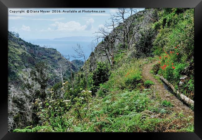The Porto Novo Valley, Madeira Framed Print by Diana Mower