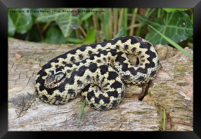 Adder and ladybird Framed Print by Diana Mower