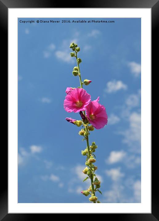 Hollyhock Framed Mounted Print by Diana Mower