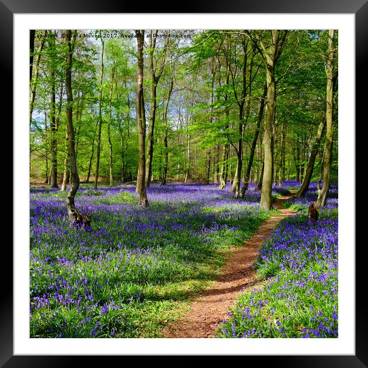 Bluebell Time Framed Mounted Print by Diana Mower