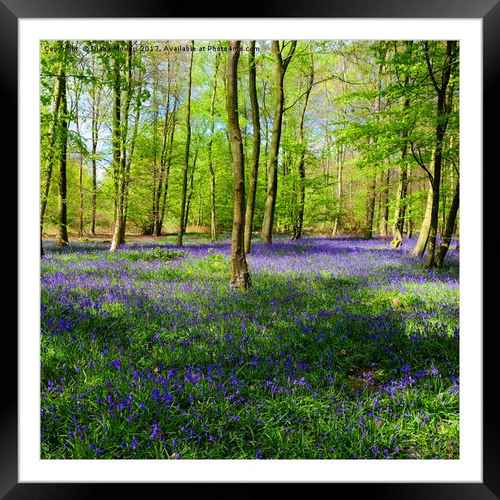 English Bluebell Wood Framed Mounted Print by Diana Mower