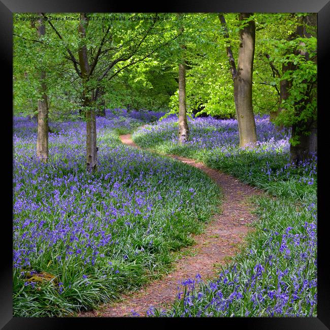 Winding Bluebell path Framed Print by Diana Mower