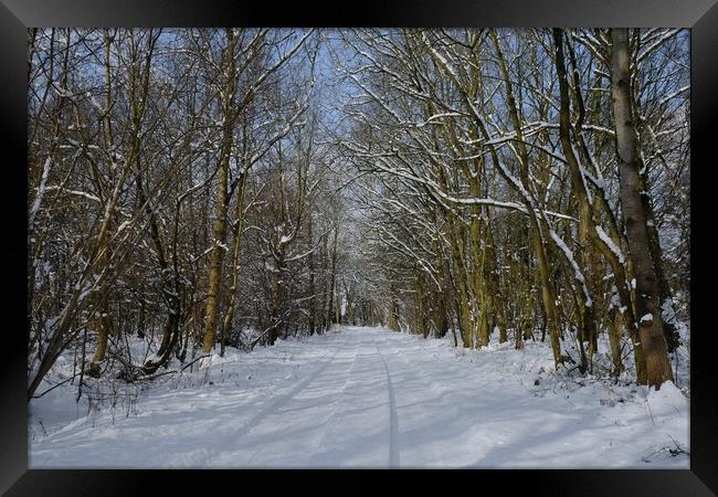 Essex woodlands in Winter Framed Print by Diana Mower