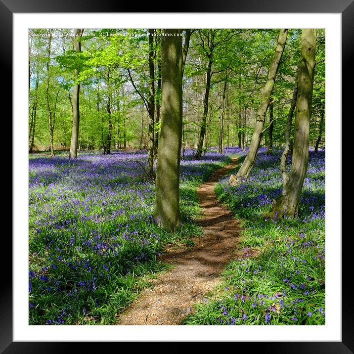 Pathway through the Bluebells Framed Mounted Print by Diana Mower