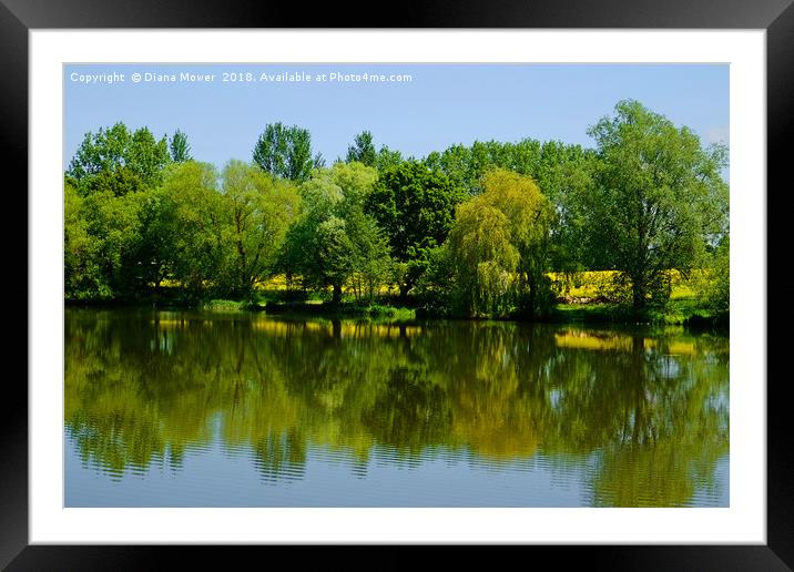Early Spring Ardleigh Reservoir Framed Mounted Print by Diana Mower