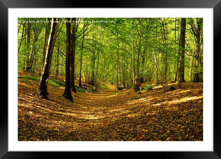 The Roman Road, Chalkney Wood, Essex.  Framed Mounted Print by Diana Mower