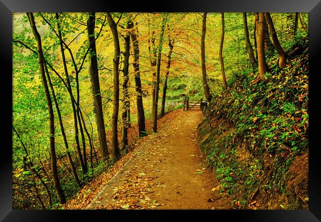 Strid Wood Wharfedale Framed Print by Diana Mower