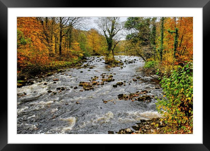 The River Wharfe near Bolton Abbey Framed Mounted Print by Diana Mower