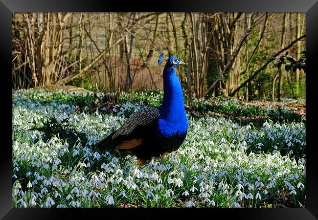 Peacock in a Snowdrop Woodland Framed Print by Diana Mower