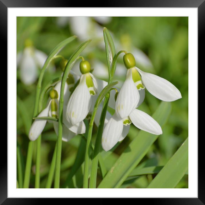 Snowdrops Framed Mounted Print by Diana Mower