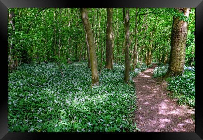 Wild Garlic Wood Framed Print by Diana Mower