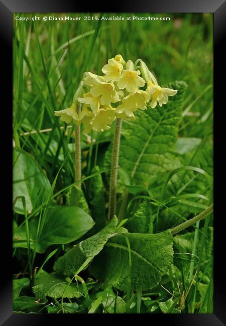 Oxlip Framed Print by Diana Mower