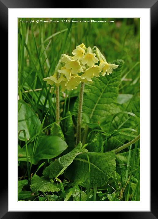 Oxlip Framed Mounted Print by Diana Mower