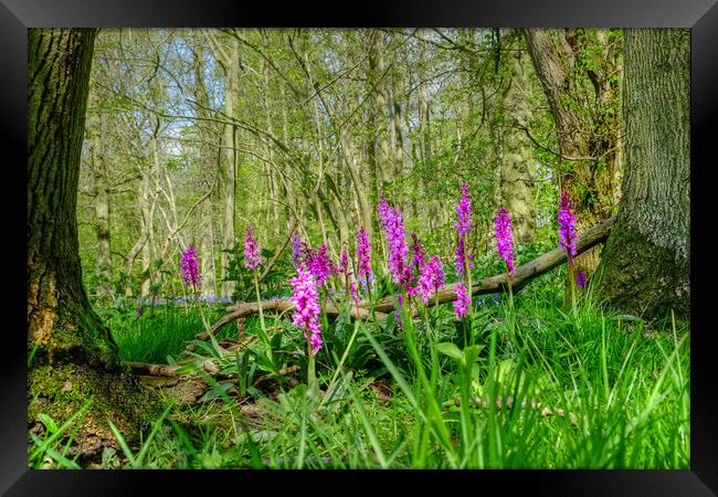 Early Purple Orchids Framed Print by Diana Mower