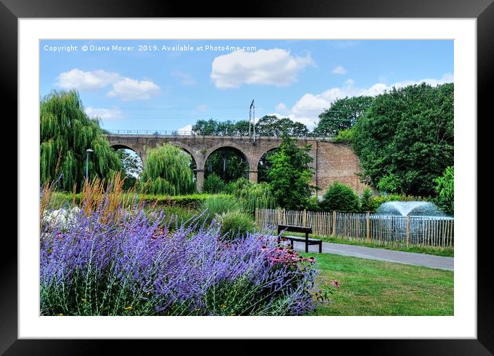 Chelmsford Central Park Lake and Gardens Framed Mounted Print by Diana Mower