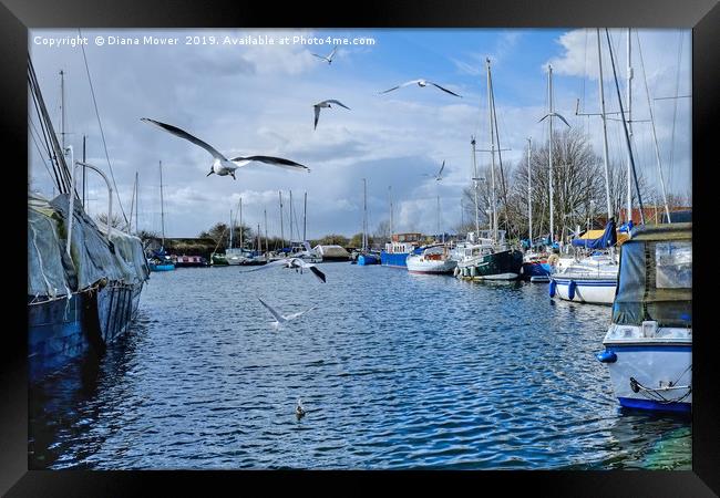 Gulls over the Canal Heybridge Basin Essex  Framed Print by Diana Mower