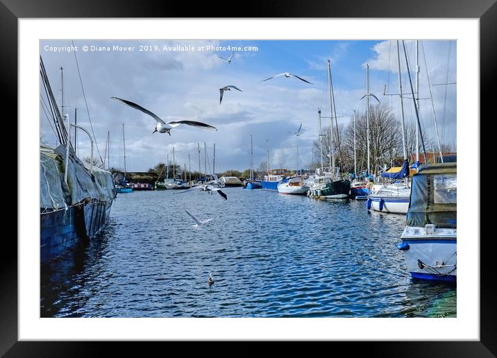Gulls over the Canal Heybridge Basin Essex  Framed Mounted Print by Diana Mower