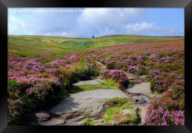 Haworth Moor Footpath to Top Withens Framed Print by Diana Mower