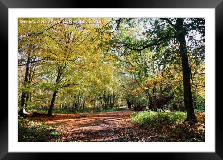 Epping Forest Beeches Framed Mounted Print by Diana Mower