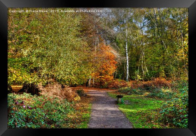 The Beech Trail Epping  Framed Print by Diana Mower