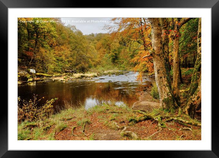 Autumn on the River Wharfe  Framed Mounted Print by Diana Mower