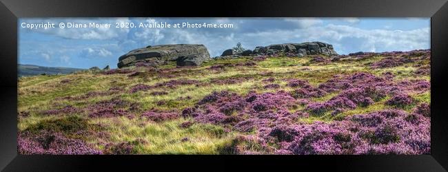 Ilkley Moor Heather panoramic Framed Print by Diana Mower