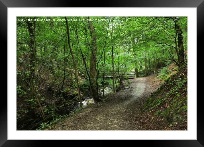 Skipton Castle Woodlands  Framed Mounted Print by Diana Mower