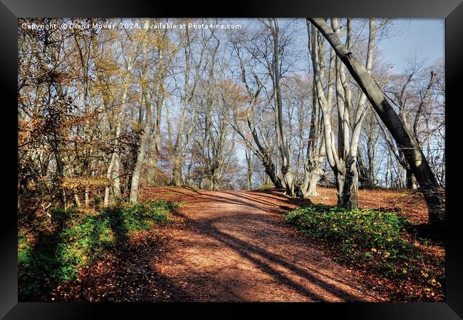 Epping Forest  Framed Print by Diana Mower