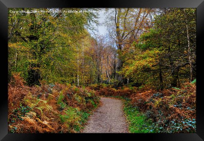 Epping Forest Trail Framed Print by Diana Mower