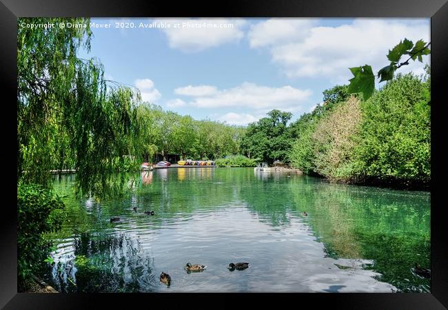 Finsbury Park Lake Framed Print by Diana Mower