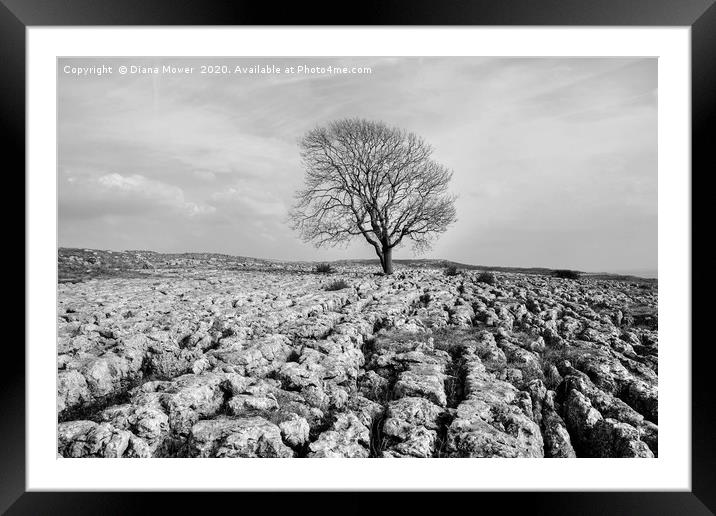 Lone Tree Malham Monochrome Framed Mounted Print by Diana Mower