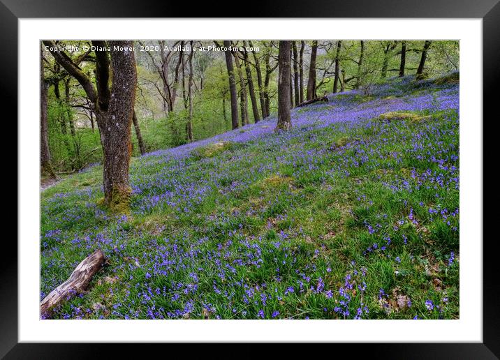 Yorkshire Dales Hillside Bluebells Framed Mounted Print by Diana Mower