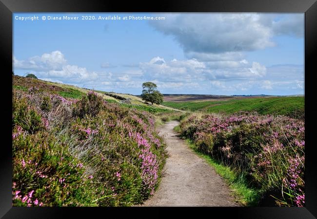 Haworth Moor Footpath Framed Print by Diana Mower