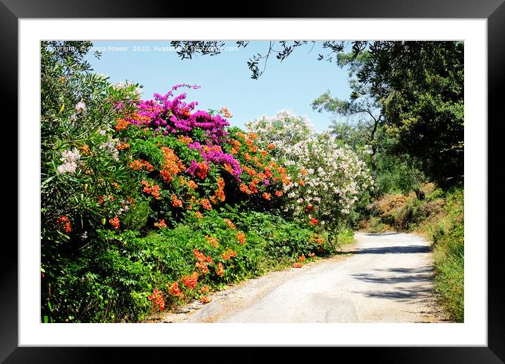 The Flowers of the Corfu Countryside Framed Mounted Print by Diana Mower