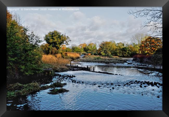 Beeleigh Falls Maldon  Framed Print by Diana Mower