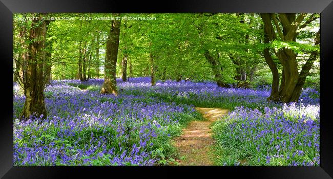 English Bluebell Wood  Framed Print by Diana Mower