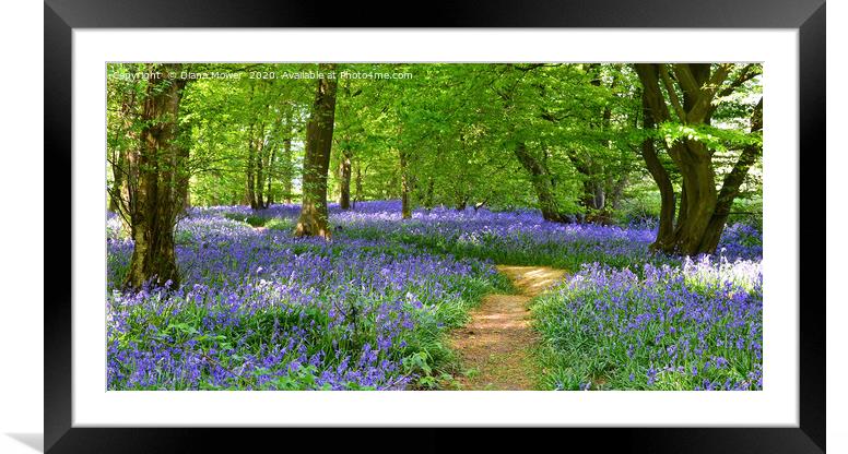 Buy Framed Mounted Prints of English Bluebell Wood  by Diana Mower