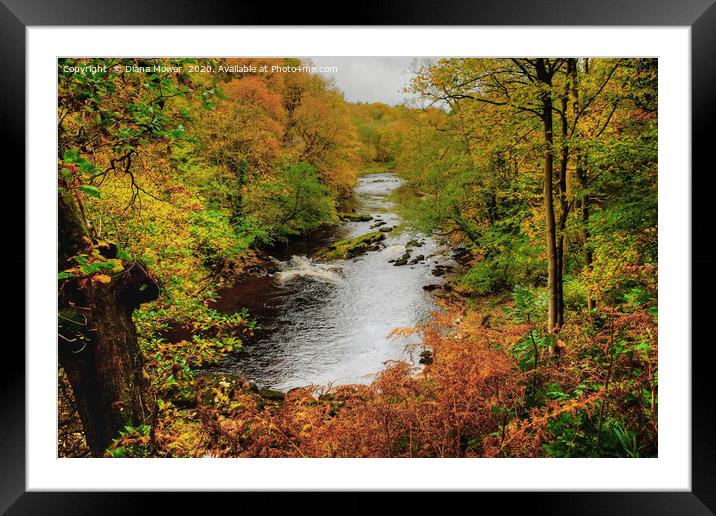 Autumnal River Wharfe Bolton Abbey Framed Mounted Print by Diana Mower