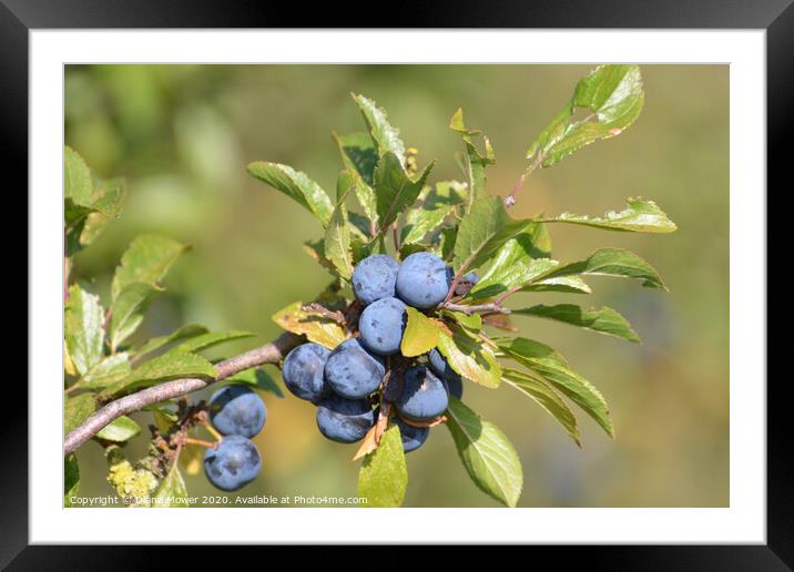 Sloe berries branch Framed Mounted Print by Diana Mower