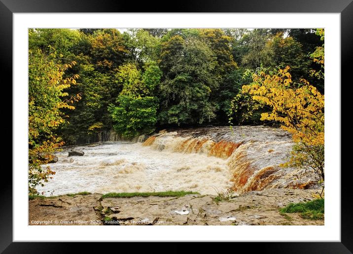Aysgarth Upper Falls in flood  Wensleydale Framed Mounted Print by Diana Mower