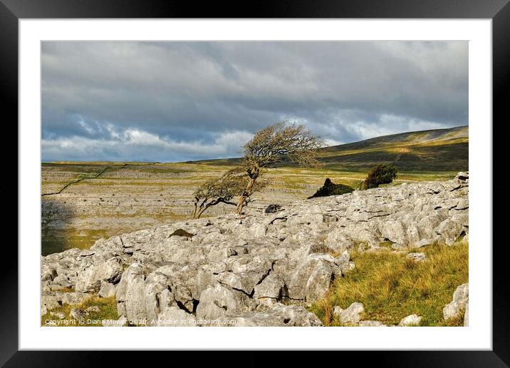 Twistleton Scar Trees Yorkshire Dales Framed Mounted Print by Diana Mower