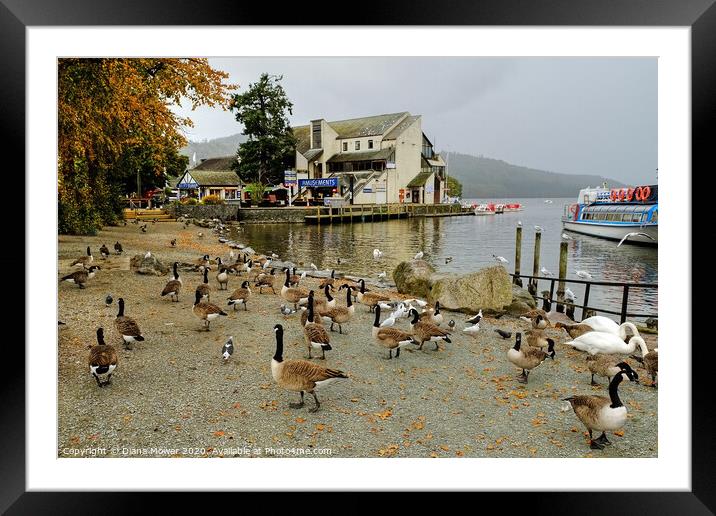 Windermere Geese Framed Mounted Print by Diana Mower